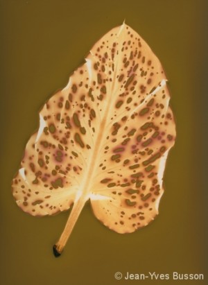 Arum des fleuristes-2