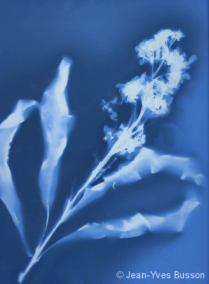 Giroflée-virage-aux-sels-ferriques