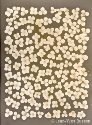 Hortensia-Annabelle-2