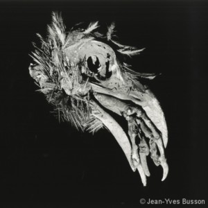 Tête oiseau et patte