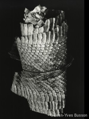 Peau serpent