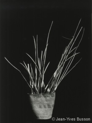 Piquants de porc-épic