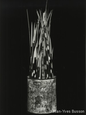 Piquants de porc-épic